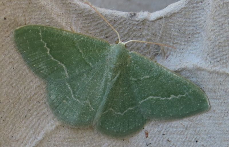 Phaiogramma etruscaria? (Sicilia) S